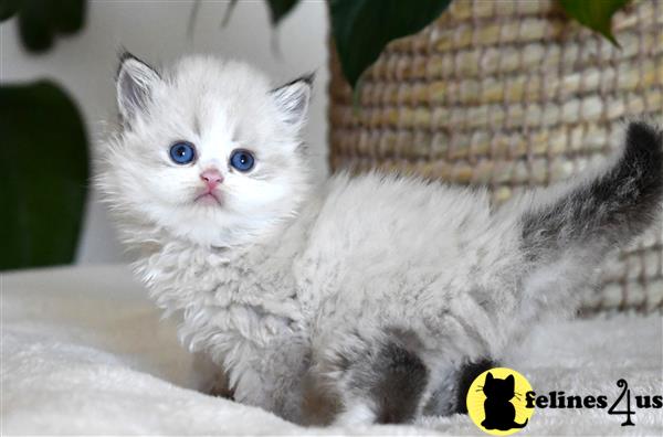 thechubbyfacedcat Picture 1